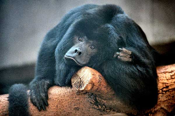 Singe Hurleur